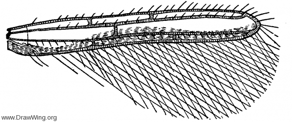 Erythrothrips arizonae, fore wing