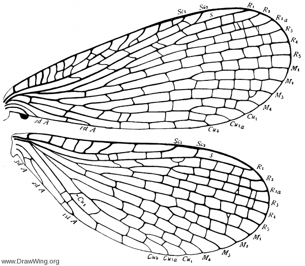 Merope tuber, wings