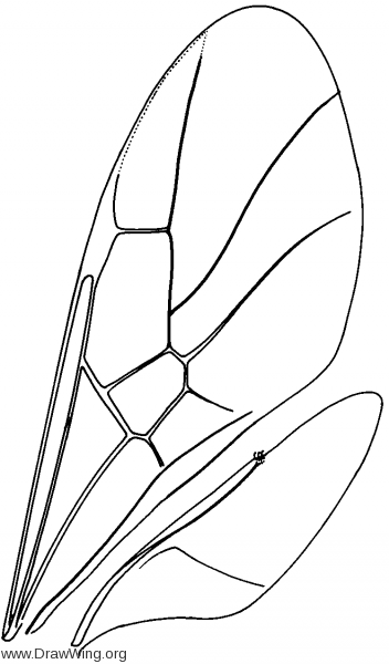 Roproniidae, wings