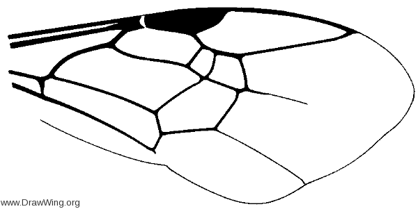 Megaloptilla callopis, wing