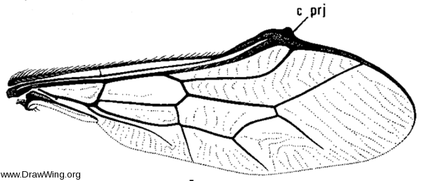 Pterodontia vix, wing