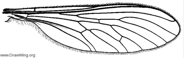 Leptogaster cylindrica, wing