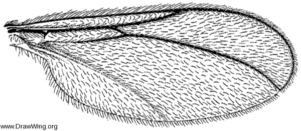 Haplusia, wing