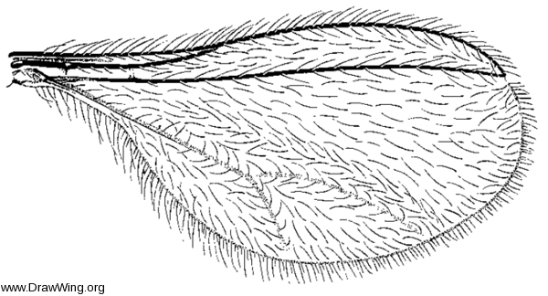 Arthrocnodax rhoinus, wing