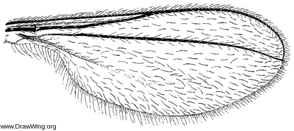 Thecodiplosis piniresinosae, wing