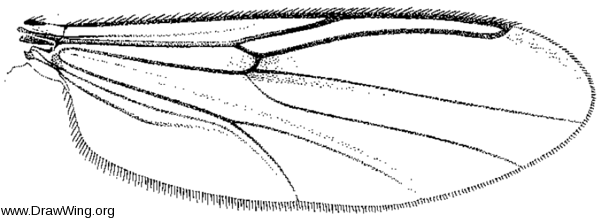 Phaenobezzia pistiae, wing