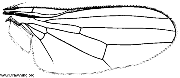 Paraleucopis corvina, wing