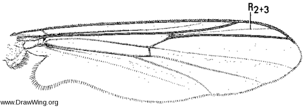Pseudodiamesa arctica, wing