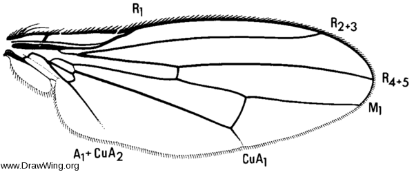 Latheticomyia tricolor, wing