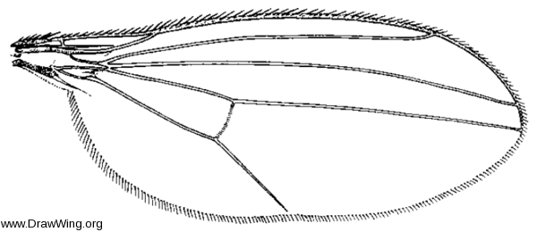 Thrypticus willistoni, wing