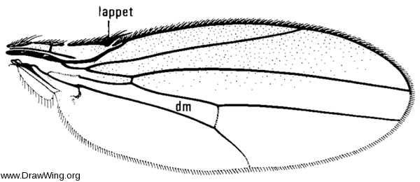 Mycodrosophila claytonae, wing