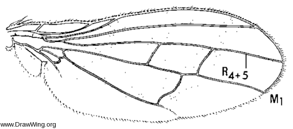 Xenopterella beameri, wing