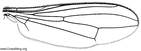 Cnodacophora nasoni, wing