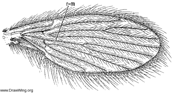 Trichomyia nuda, wing