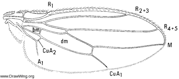 Sphaerocera curvipes, wing