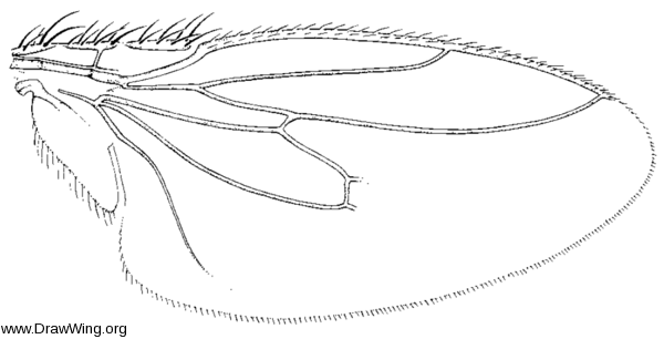 Leptocera fontinalis, wing