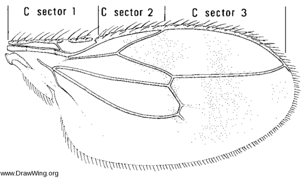 Pterogramma palliceps, wing