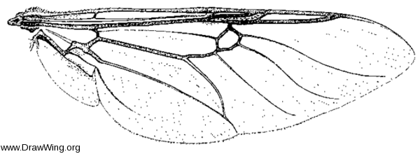 Odontomyia pilimana, wing