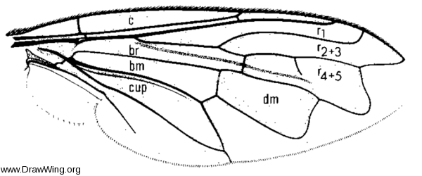 Microdon cothurnatus, wing