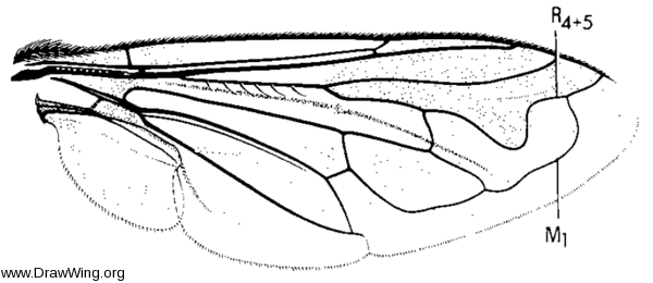 Merodon equestris, wing