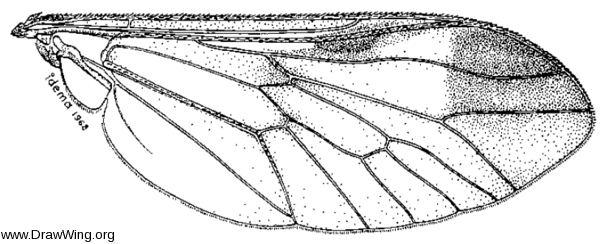 Diachlorus ferrugatus, wing