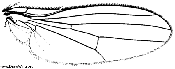 Pelomyia coronata, wing