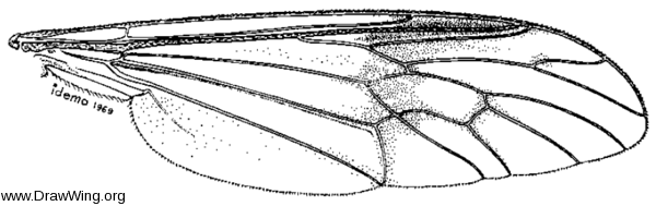 Xylophagus abdominalis, wing