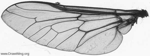 Tabanidae, wing