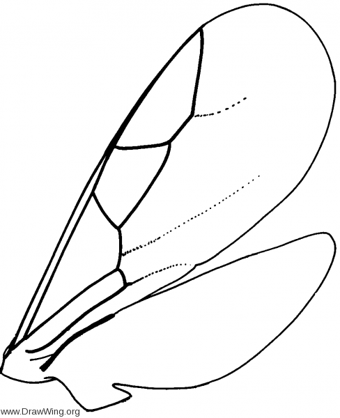Sclerogibbidae, wings