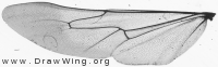 Ammophila sabulosa, hing wing