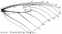 Anosia, fore wing
