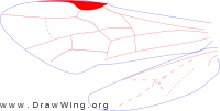 Aulacidae, wings