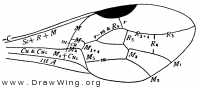 Aulacus fusiger, fore wing