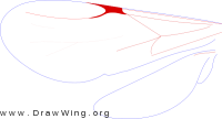 Pristocerinae, wings