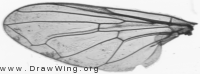 Brachyopa pilosa, wing