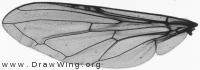Cheilosia vicina, wing