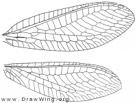 Chrysopa nigricornis, wings