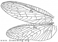 Corydalus primitivus, wings