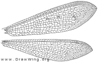 Cryptoleon nebulosum, wings