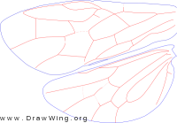 Diprionidae, wing