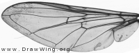 Epistrophe nitidicollis, wing