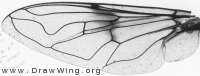 Eristalis lineata, wing