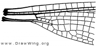 Heliocharis, base of wing 