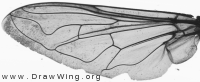 Helophilus hybridus, wing