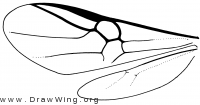 Paxylommatinae, wings