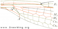 Lestes rectangularis, base of fore wing