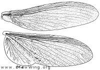 Mastotermes darwiniensis, wings