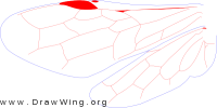 Megalodontidae, wings