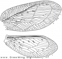 Megalomus moestus, wings