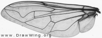 Myathropa florea, wing